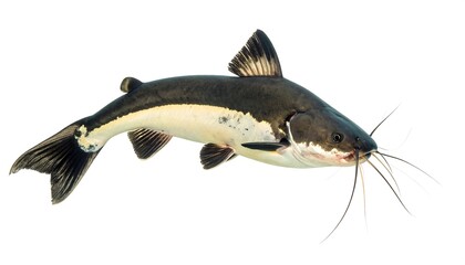 Elegant Catfish Portrait - A Study in Aquatic Grace and Beauty.