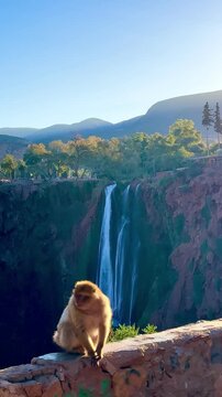 Ouzoud Waterfalls in Morocco captivate visitors with their stunning beauty, as they cascade down rocky cliffs surrounded by lush greenery