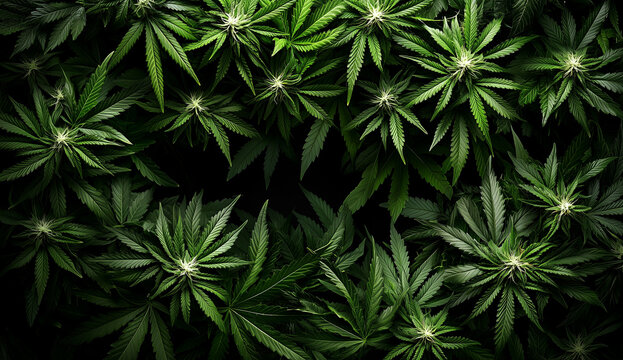 Dense pattern of green cannabis leaves on a dark background