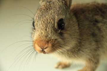 Lapin de garenne b&eacute;b&eacute;