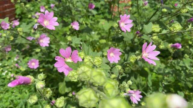 Hatma of Thuringia. Lavatera. Large purple flowers on a green background.