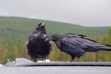 Obraz premium Pair of Common Ravens perched on a wet car roof on a rainy day in Yellowstone National Park, Wyoming, USA
