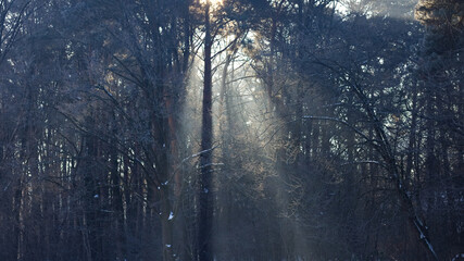 Winter landscape, fog in the forest. frosted, snowy trees in the forest © Solar 760L