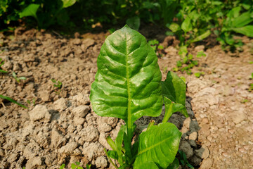 Spinach plant and its green leaves close up shot 