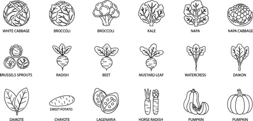 Professional line icon set of fresh vegetables featuring cabbage, broccoli, kale, napa, radish, beet, pumpkin, sweet potato, and organic produce