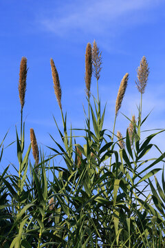 Common cane growing wild, bordering agricultural fields - Arundo donax. Introduced species that mostly colonizes disturbed riverbanks, has harmful effects on native vegetation. Widely used in crafts.