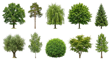 Fototapeta premium Diverse collection of green trees and a bush, featuring mature oak, weeping willow, pine, maple, olive, birch, spruce, boxwood, cypress, and Japanese maple varieties with fresh foliage, ideal as natur