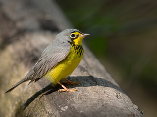 Obraz premium Male Canada warbler showing during spring migration