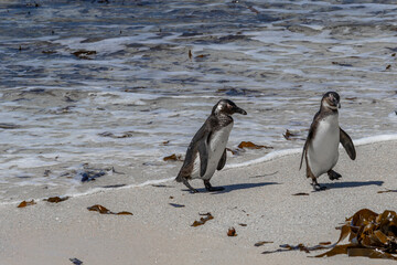 Fototapeta premium Two African penguins walking on a sandy beach with ocean waves gently washing ashore. Wildlife conservation and natural habitat concept.