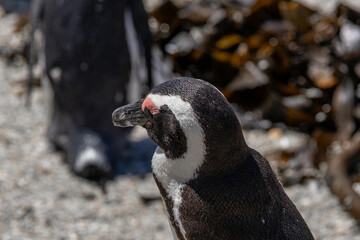 Fototapeta premium Close up of an African penguin head with an orange-pink patch above its eye. Wildlife conservation travel in South Africa.