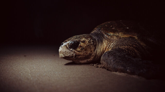 View of a solemn sea turtle resting on the sandy shore, its weathered shell a testament to time, in Ponta do Ouro, Maputo Province, Mozambique.