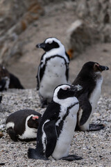 Obraz premium African spectacled penguins gathering on a sheltered lagoon at Boulders Beach, South Africa. Wildlife and nature concept for travel and environment.