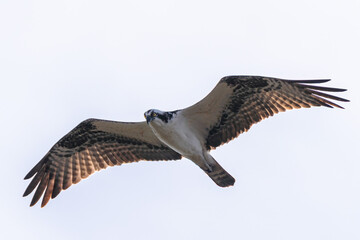 Osprey in flight