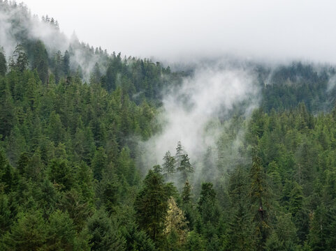 View of mist veils the emerald forest, a symphony of green textures rising into the cloudy sky, a tranquil landscape, Ketchikan, Alaska, United States.