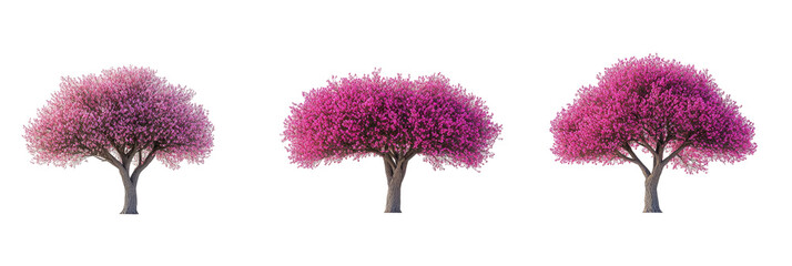 Three pink blooming trees isolated on black