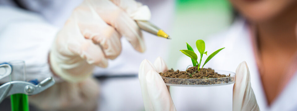 Close-up of scientists holding a young plant in a laboratory, representing sustainability, biotechnology, and clean energy innovation for ESG, green technology, corporate use and communication.