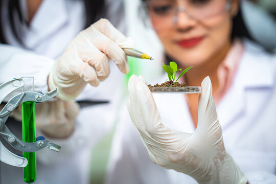 Close-up of scientists holding a young plant in a laboratory, representing sustainability, biotechnology, and clean energy innovation for ESG, green technology, corporate use and communication.