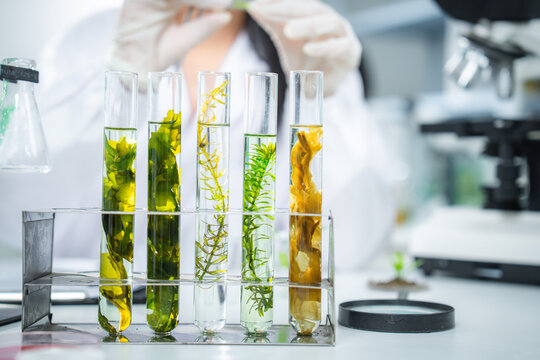 Laboratory experiment with algae samples for bioenergy and renewable fuel research representing clean energy testing, sustainability, biotechnology innovation, and climate action for ESG and corporate