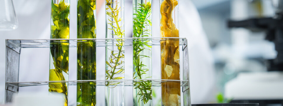 Laboratory experiment with algae samples for bioenergy and renewable fuel research representing clean energy testing, sustainability, biotechnology innovation, and climate action for ESG and corporate