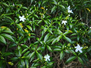 Fototapeta premium Bright white star-shaped flowers standing out against a backdrop of deep green leaves. The natural lighting highlights the texture of the foliage and the purity of the blossoms in the garden.