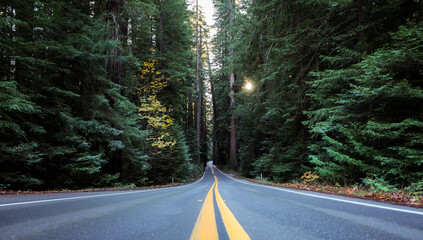 View of a long, straight asphalt road cutting through a dense forest of towering green trees, with sunlight filtering through the canopy, Miranda, California, United States.