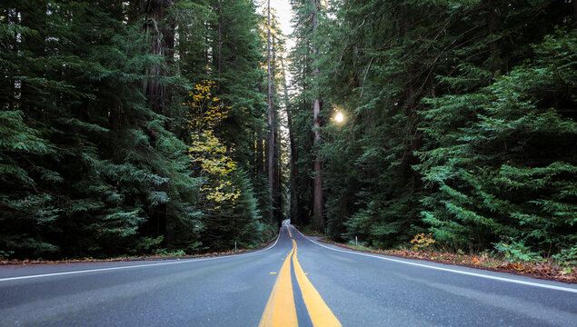 View of a long, straight asphalt road cutting through a dense forest of towering green trees, with sunlight filtering through the canopy, Miranda, California, United States.