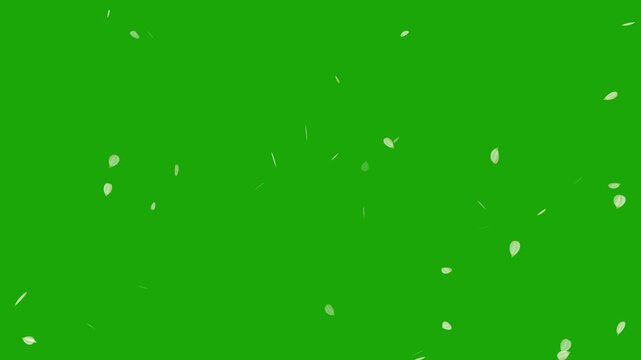 Sakura leaves falling on green screen background. Cherry blossom flower pink petals flying random animation. Rose petals drifting in the wind. Celebration concept- Cherry blossom slow fall down.