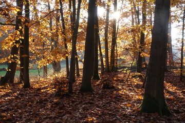 Obraz premium Herbstwald mit Sonne