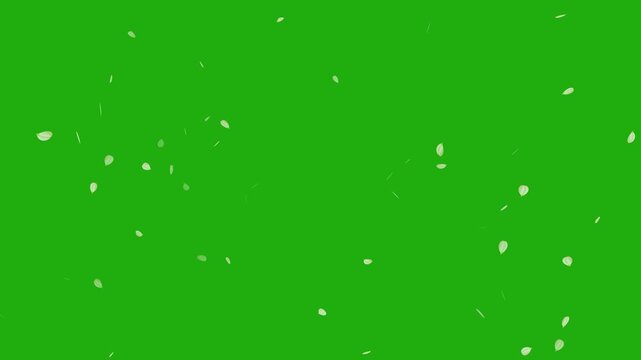 Sakura leaves falling on green screen background. Cherry blossom flower pink petals flying random animation. Rose petals drifting in the wind. Celebration concept- Cherry blossom slow fall down.