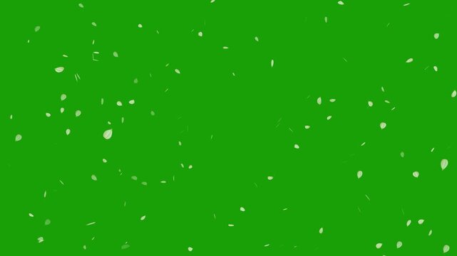 Sakura leaves falling on green screen background. Cherry blossom flower pink petals flying random animation. Rose petals drifting in the wind. Celebration concept- Cherry blossom slow fall down.