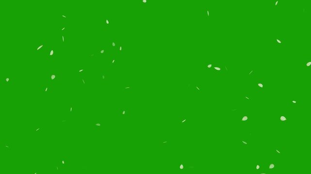 Sakura leaves falling on green screen background. Cherry blossom flower pink petals flying random animation. Rose petals drifting in the wind. Celebration concept- Cherry blossom slow fall down.