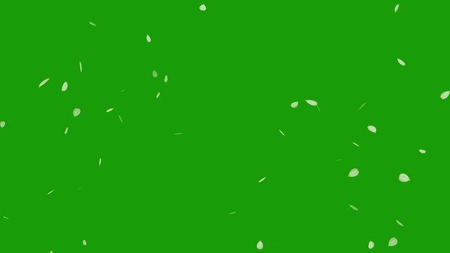 Sakura leaves falling on green screen background. Cherry blossom flower pink petals flying random animation. Rose petals drifting in the wind. Celebration concept- Cherry blossom slow fall down.