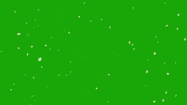 Sakura leaves falling on green screen background. Cherry blossom flower pink petals flying random animation. Rose petals drifting in the wind. Celebration concept- Cherry blossom slow fall down.