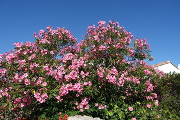 Obraz premium Oleander in Saint-Clement-des-Baleines