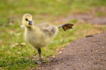 Gosling lifting foot in air 