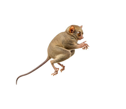 Tarsier isolated on transparent background nocturnal primate with huge eyes