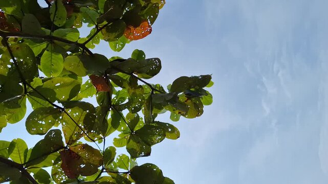 Tropical Sea Almond Tree Leaves (Terminalia catappa) Swaying in the Wind with Clear Copy Space Against a Light Cloudy Blue Sky, Low Angle Video Footage