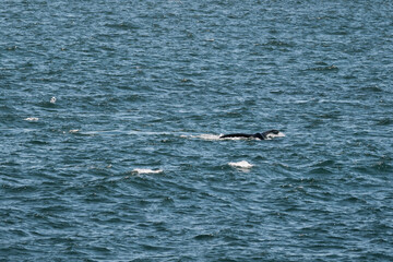 Fototapeta premium Whale tail emerging from blue ocean water creating a splash. Marine animal activity. Nature and wildlife conservation.