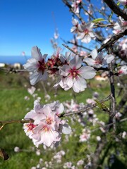Obraz premium Almond Blossom in Full Bloom (Canary islands, La Palma, Puntagorda)