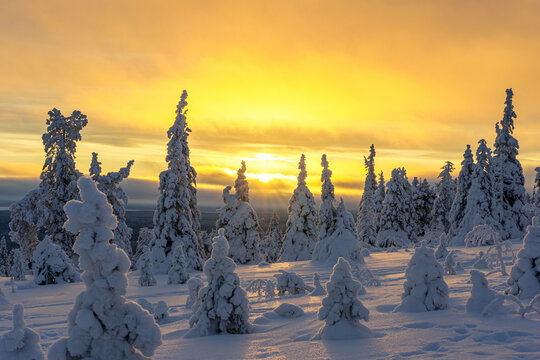 View of snow-laden trees stand majestically against a vibrant sunset, casting long shadows across the pristine white landscape, Posio, Riisitunturi, Finland.