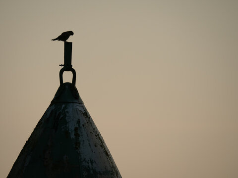 Kestrel Hunting Silhouette Perched in the Sunrise