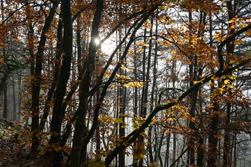 Obraz premium Wald im Herbst