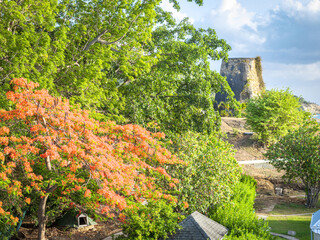 View Verdant Foliage Framing The