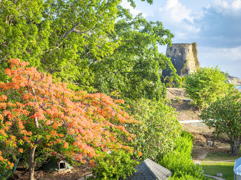 View of verdant foliage framing the weathered ruins atop a sloping hill, contrasting with the vibrant orange blossoms in Saint John's, Antigua and Barbuda.