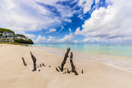 View of bleached driftwood stands stark against the soft, golden sand meeting the turquoise sea beneath a sky alive with fluffy clouds, Antigua, Antigua and Barbuda.