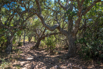 Obraz premium Cork oak (Quercus suber), Massif de l'Esterel, France