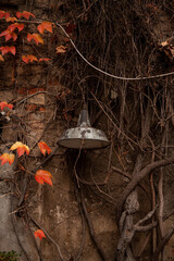 Vintage industrial outdoor lamp hanging on a weathered historic wall overgrown with thick intertwined vines and autumn leaves in Milan Navigli district.