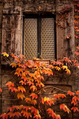 Authentic old window of a traditional Italian house in the Navigli district of Milan, framed by lush green ivy and climbing plants on a weathered historic facade.
