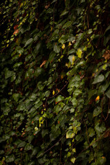 Lush green Common Ivy (Hedera helix) covering an old wall in Milan Navigli district.