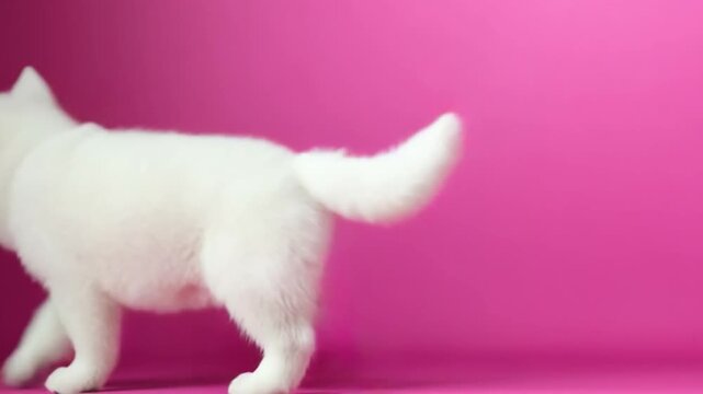 Playful Purity: A fluffy, snow-white kitten strolls gracefully against a vibrant pink backdrop, capturing its innocence and charm.